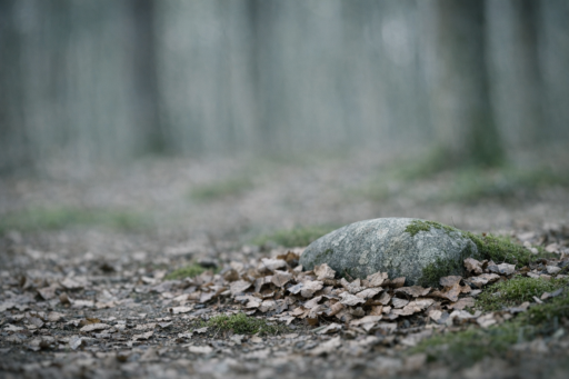 Forskelle mellem skovbegravelse og traditionel gravlæggelse